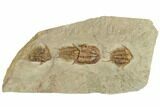 Line Of Three Foulonia Trilobites With Asaphid - Migratory Behavior? #191803-1